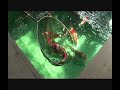 Kazuto - Championship Koi Breeder