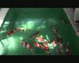 Kazuto - Championship Koi Breeder