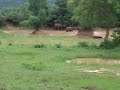 Wild Elephants at B. R. Hills