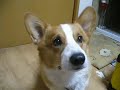 Goro@Welsh corgi 20071127 Sashimi of bonito Goro@Welsh corgi 20071127 Sashimi of bonito