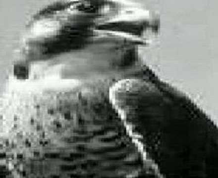 موال شاعر يامي صقار