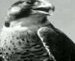 موال شاعر يامي صقار