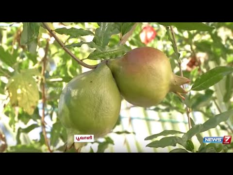 Easy Techniques to Grow Fruit Trees in your Terrace Garden | Poovali | News7 Tamil
