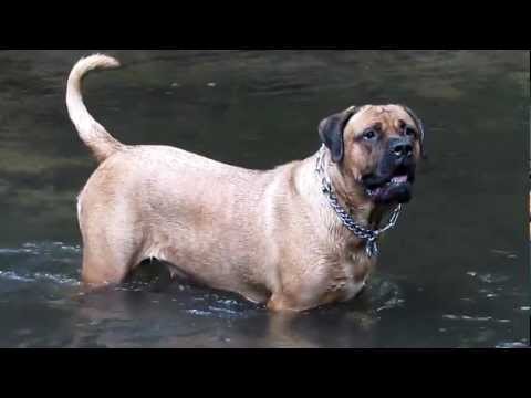 english mastiff