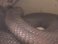 Asia cobra laying eggs and hatching at KRZ