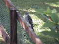 Sparrowhawk