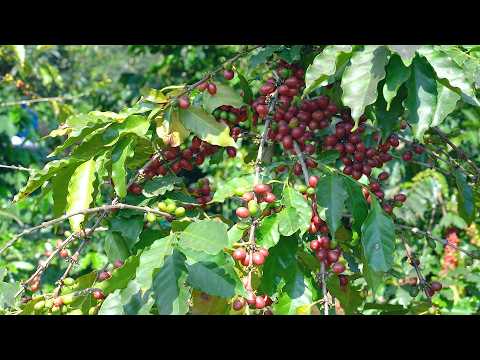 Cà Phê Arabica Sơn La kết nối để vươn ra thế giới