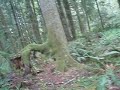 the woods!