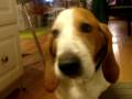 Basset eats peanut butter
