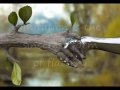 MP2 Biomimicry