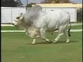 TOURO LAGOA - Querênça 702 (Brahman)