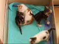 Kitten scrap Kitten scrap
