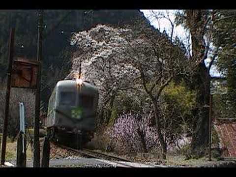 大井川鉄道　田野口駅の桜