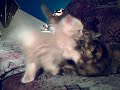 chatons s\ chatons s\
