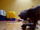 alba regia burmese cattery \"d\" litter