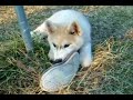 When Wolf-Dog Cubs Attack