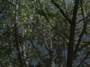 Deer Management-Planting Sawtooth Oaks