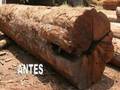 Moveis Rustico Ecologico Sinop MT (66-3532-5020)