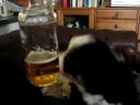 my alcoholic dog
