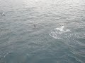 Kaikoura Dolphins
