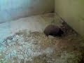 Rabbit Humping Rabbit Humping