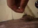 Marley eatin crickets