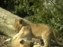 L�win mit Babys Tiergarten Sch�nbrunn 8.9.08