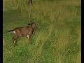Deer Hunter 2005 Headshot Compilation