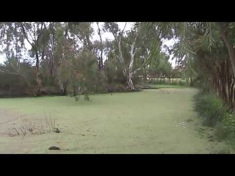 how to get rid of azolla