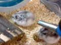 hammies 1