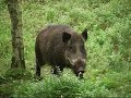 Wild Pigs on the move.[Veluwe]