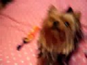 my yorkie paris my yorkie paris