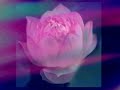 ???????The heart of the lotus? ???????The heart of the lotus?