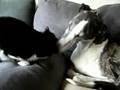 Greyhound