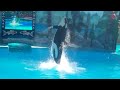 Click here to watch this video Shouka's Vertical Spin