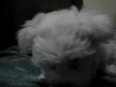 Lillo Kitty 4