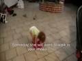 Walking In Mom's Shoes