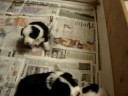 Gabbys puppies Gabbys puppies