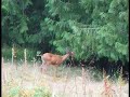 Young Buck in the Pasture Young Buck in the Pasture