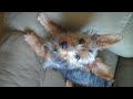 yorkie