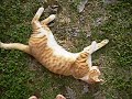 lief zijn voor de poes