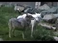 wolves