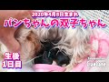 2020年4月8日生まれパンちゃんの双子ちゃん(生後1日目)【ヨークシャーテリア専門犬舎チャオカーネ】