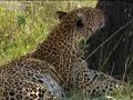 African leopards in play with other wild animals - BBC wildlife