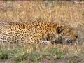 Wild leopard hunting - BBC wildlife Wild leopard hunting - BBC wildlife