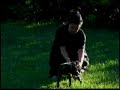 how to pic a puppy temperament test and ADBA show how to pic a puppy temperament test and ADBA show
