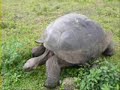 Part 1 Galapagos