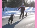 beauceron \"nelli\" 11-years 20.2.2008