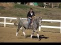 Chance to Be 2003 Purebred Arabian Hunter Mare For Sale Chance to Be 2003 Purebred Arabian Hunter Mare For Sale
