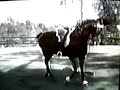 Saddlebred Circus Dressage